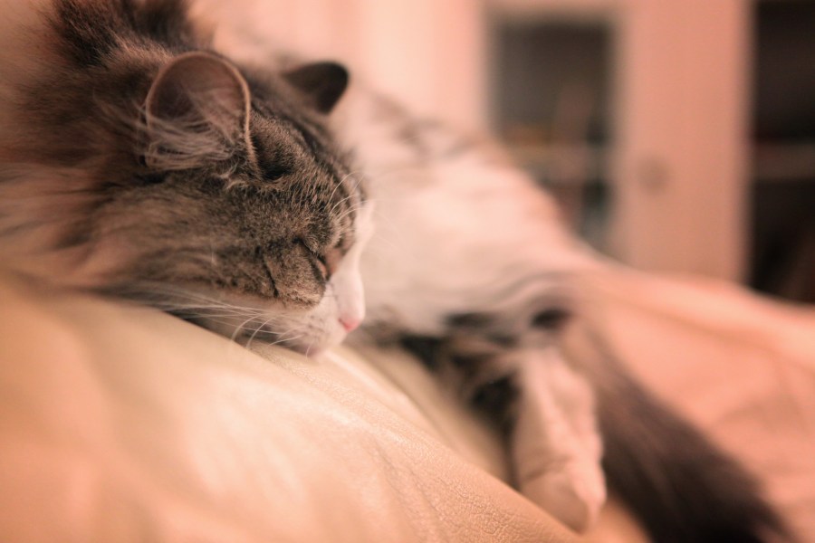 Gato, gatos, gatinhos, gatinho, descansando, descansando, animal de estimação, animais de estimação,
