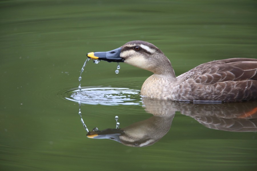 pato, animais de aves, close-up,