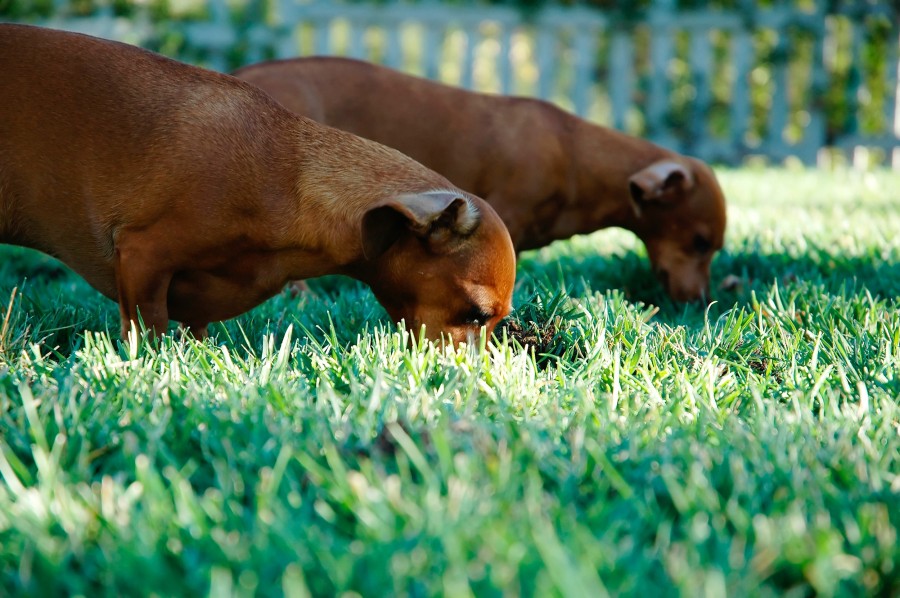 animais animais, cão, cães, pet, jardim, refeições, comer, salsicha, comida, marrom,