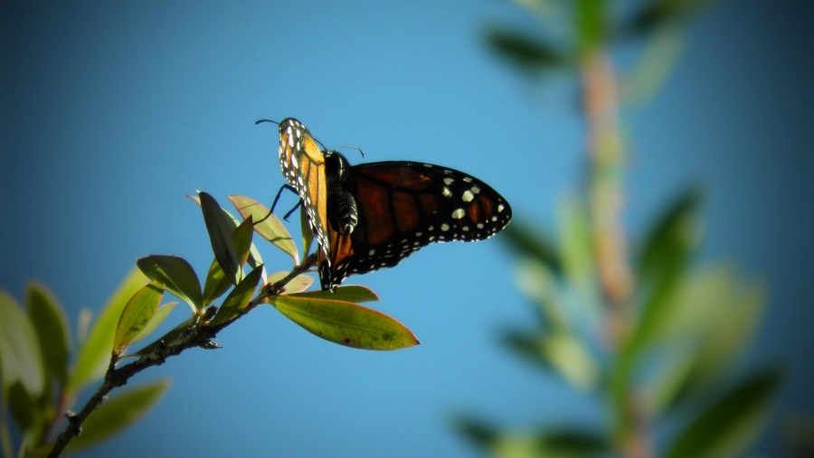 Borboleta, inseto, vôo, casulo, primavera