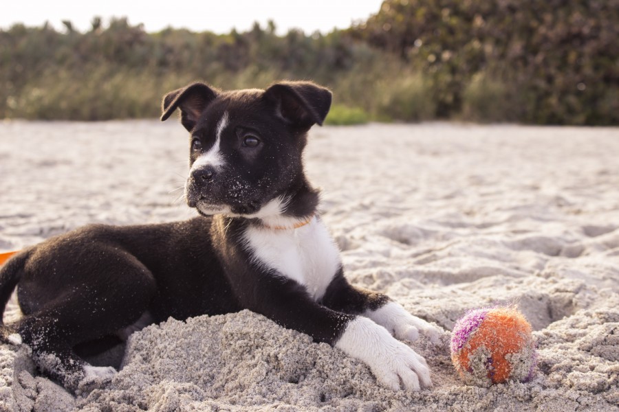 bola, cão, animais de estimação, cachorro, bola, praia,