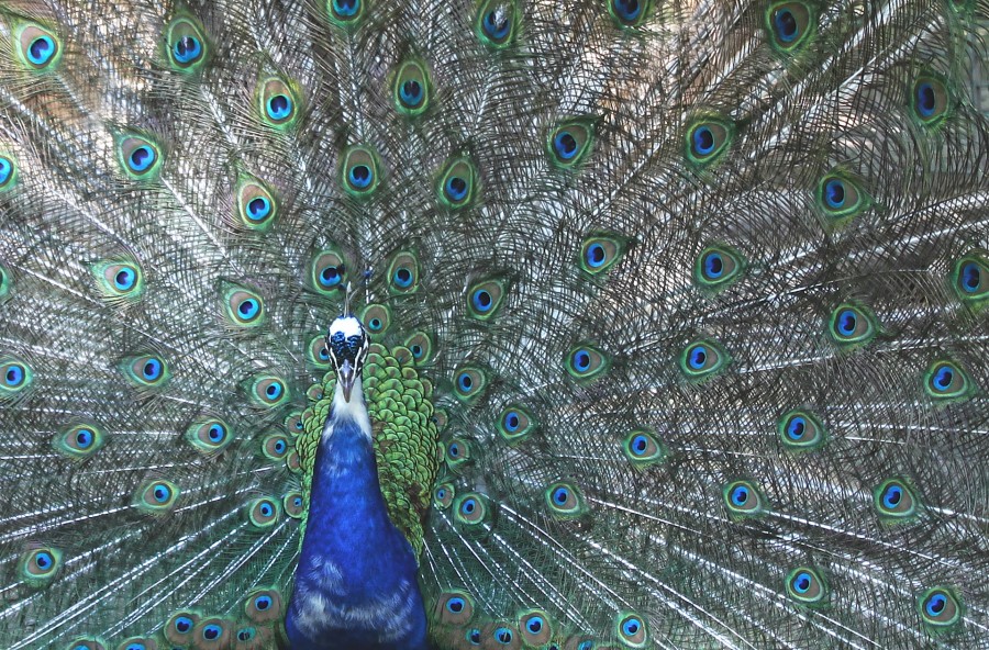 pavão, pavão, animal, pena, plumagem, colorido, pássaro,