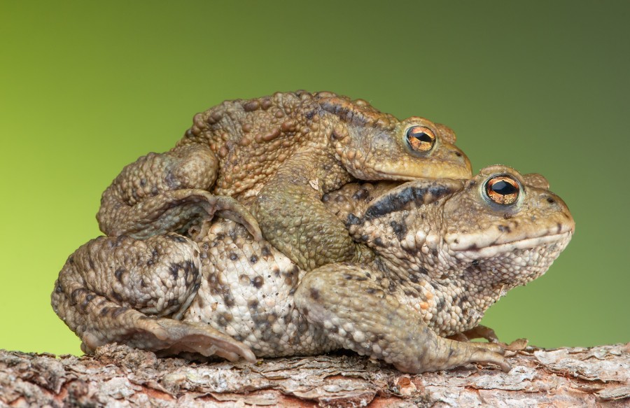 sapo, sapos, sexo, copular, natureza, animais animais,