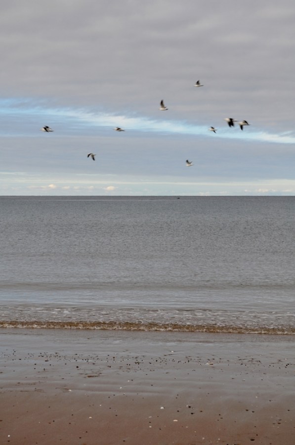 gaivota, gaivotas, puerto madryn, dia, praia, costa, céu, argentina, chubut, paisagem,