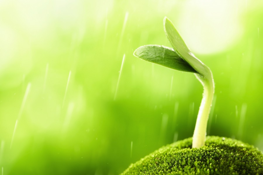 botão, natureza, verde, primavera, crescer, crescimento, planta, crescente, vida, conceito, florescer,