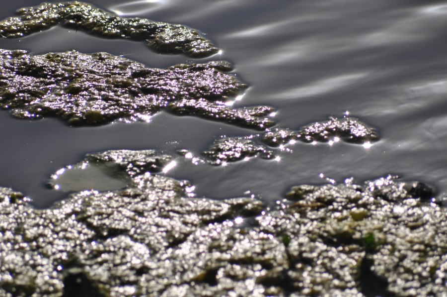 Textura, texturas, água, reflexão, lago