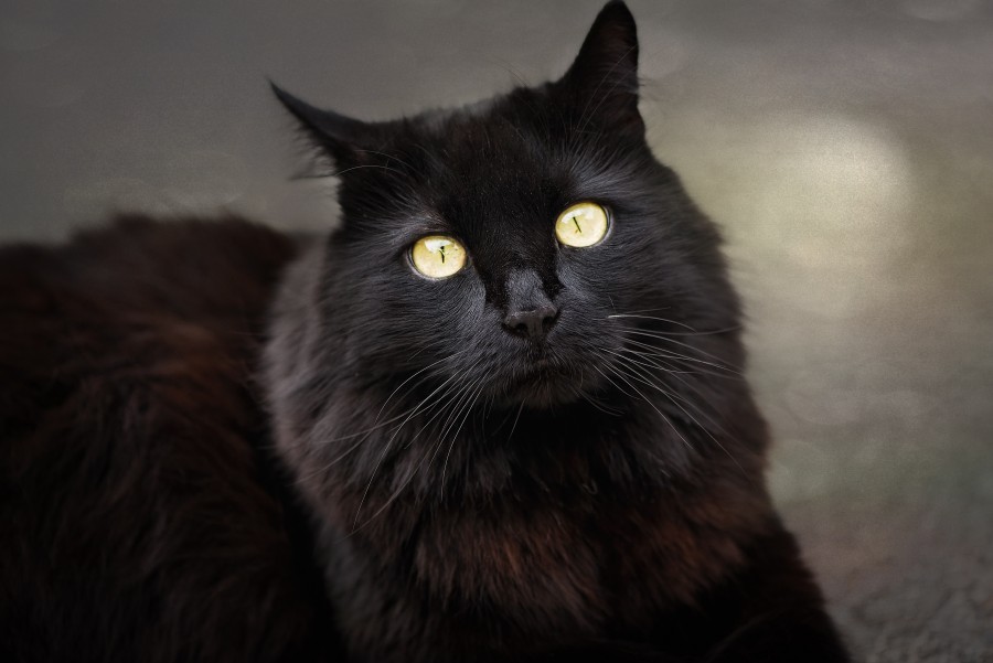 gato, preto, olhar, animais bruxaria, mistério, superstição, felino,