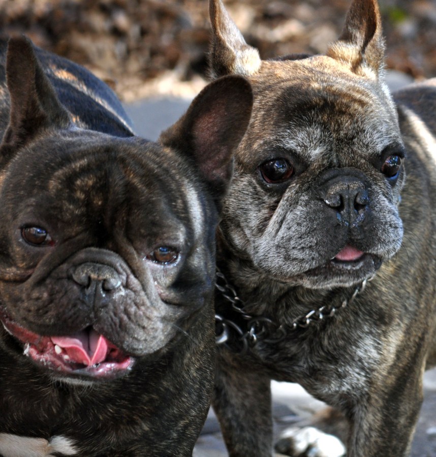 bulldog francez, cães, cão, animais, animais, animal de estimação, animais de estimação,