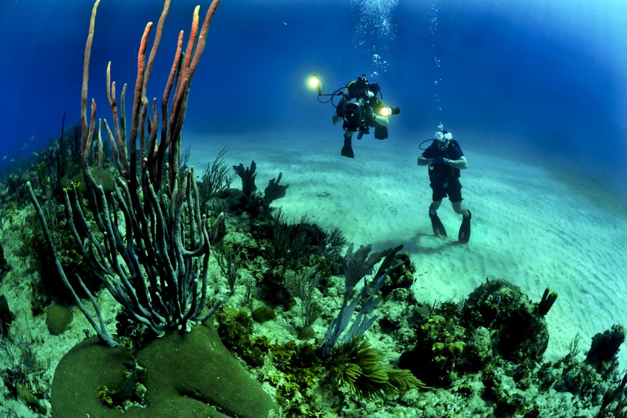 mergulho, mergulho, marinho, inferior, duas pessoas, pessoas, cama, mar, oceano, esportes, explorar, exploração,