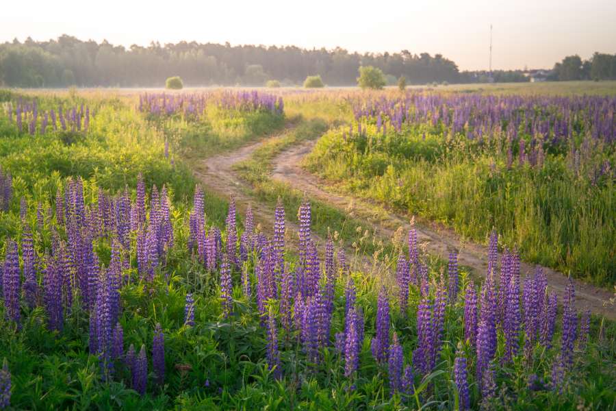 lavanda, roxo, campo, natureza, flor, bela, paisagem, verão, violeta, planta, florescendo, aromaterapia, natural, provençal, aroma, frança, cor, plano de fundo, beleza, zona rural, agricultura, flor, flor, flor, francês, jardim, erva, perfumado, perfume, pôr do sol, colorido, floral, herbário, perfumado, céu, linhas, europa, fragrância, flora, rural, botânico, botânica, cênico, valensole, relaxamento, perfume, nuvens, ao ar livre, vibrante, luz solar, colheita