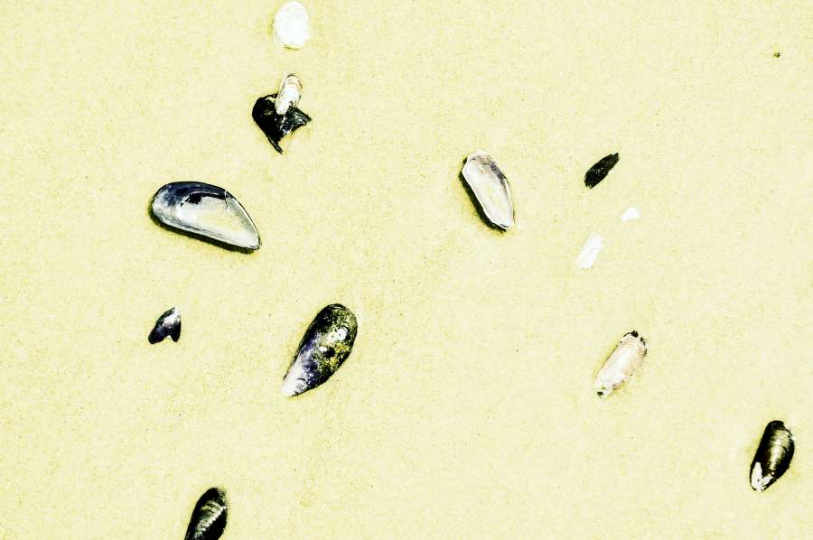 papéis de parede de hd, caracóis, natureza, praia, areia, textura, plano de fundo