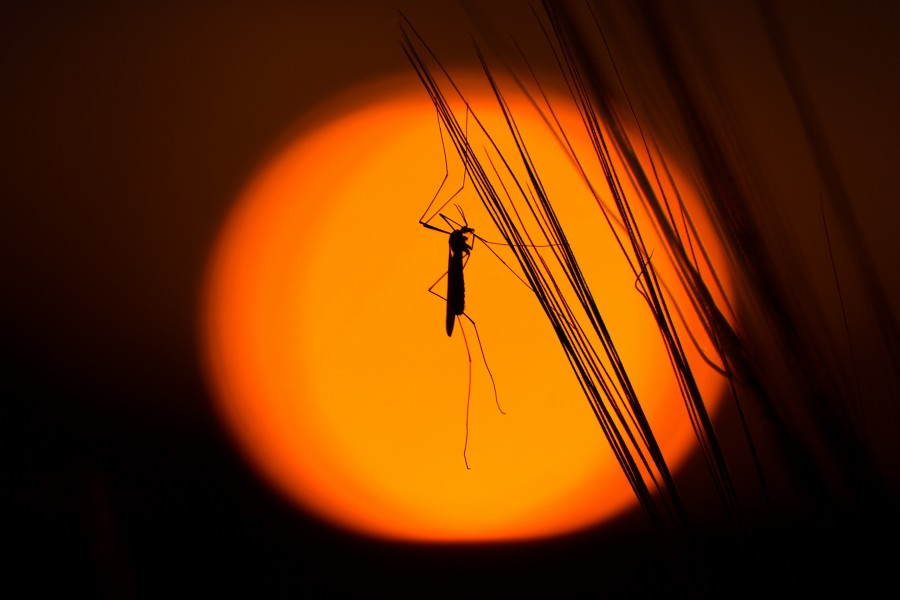 Mosquito, inseto, close-up, um, pequeno,