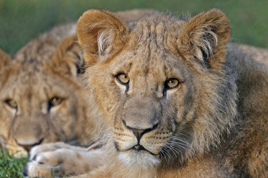 leão, animais selvagens, majestade, juba, fauna, áfrica, felino,