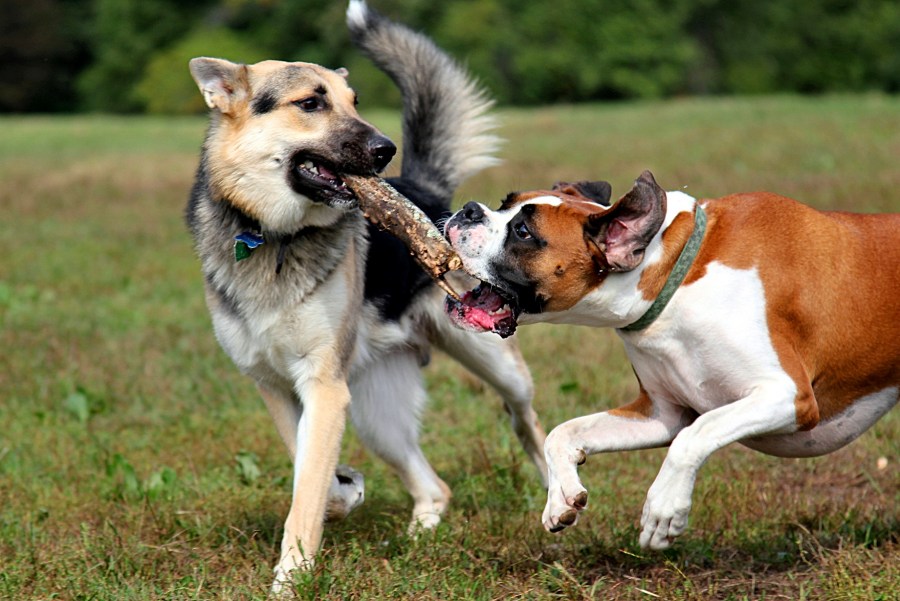 cão, cães, pugilista, jogar, jogando fora, vara, madeira, brinquedo, jogo, diversão, alegria, saúde, vitalidade, amizade, amigos, animais, animais