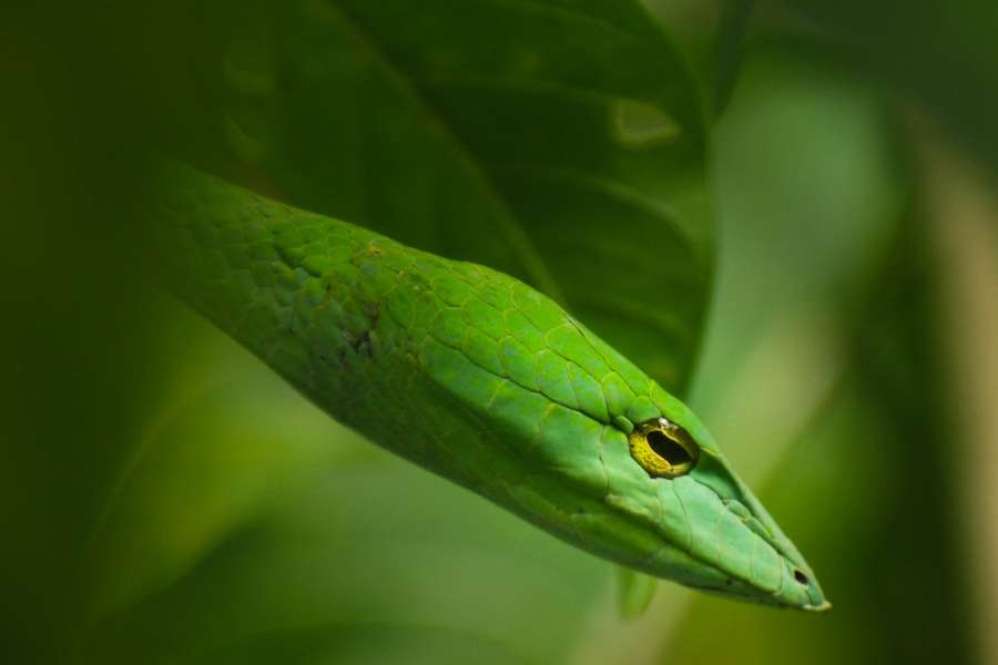 cobra, verde, réptil, animais, close-up, exterior, selvagem, cabeça, natureza,