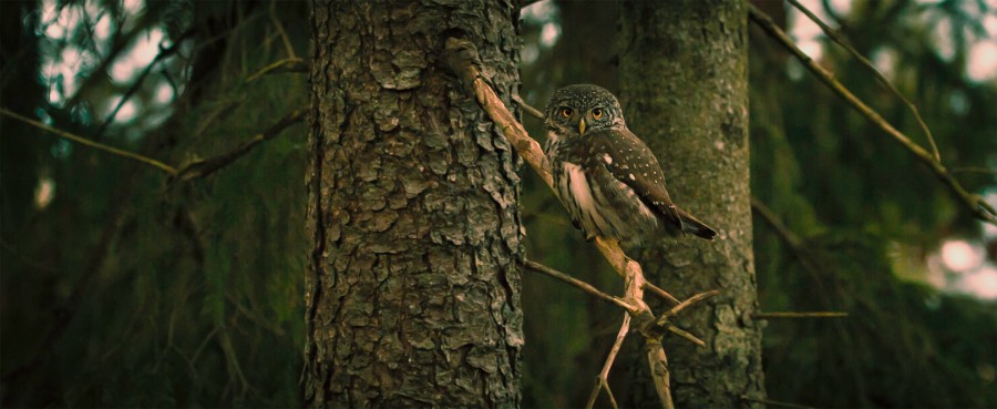 Coruja, coruja, animal animais, ave, selvagem, floresta, olhando para a câmera,