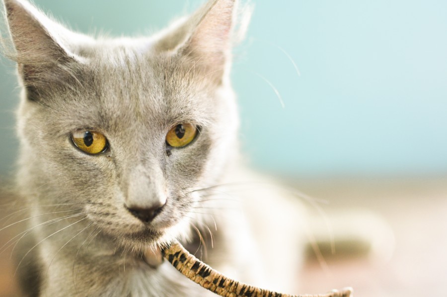 gato, felino, animal de estimação, animal de estimação, cinzento, olhar, olhos, pele, olhos amarelos, animal