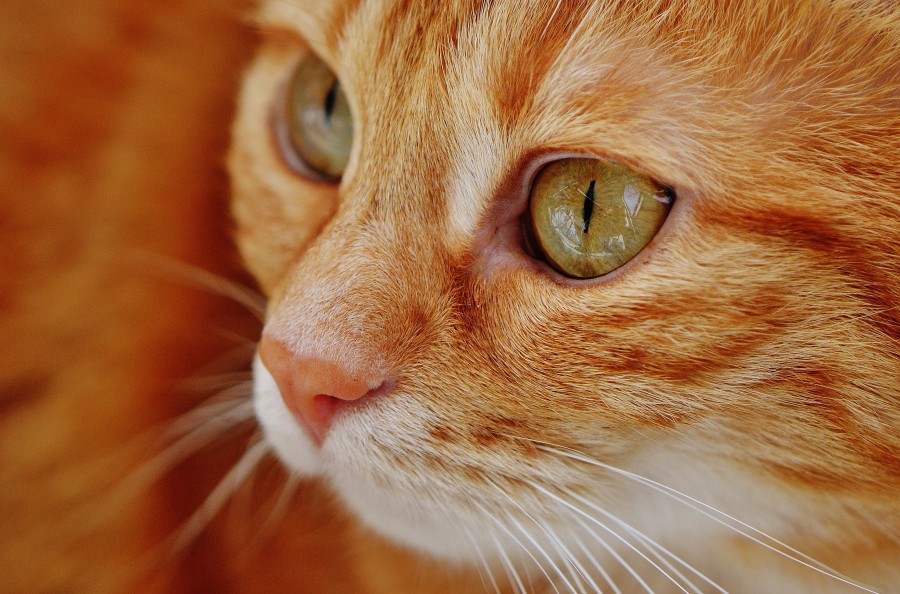 gatinho, bebê gato, animais jovens, agressivo, caça, gato, pele, adorável, animais, carnívoros, fofo, cabelo, bebê, mamífero, pata, animais de estimação, brincalhão, retrato, puro sangue, pequeno, curioso, querido, fotos grátis, imagens grátis, gato doméstico, retrato de cabeça animal, gato enrugado, bonito, gatinho, animais, fotografia, olhando para câmera, animal doméstico, animal jovem, cor, dia, dentro de casa, animal de estimação, ninguém, olho de Animais, Partes do corpo animal Temas animais, animal adorável, animal de estimação, peludo, juba, cores, cabelos, listras, felino, gatinho, micifuz, michino, madrileño, felido, gatuno