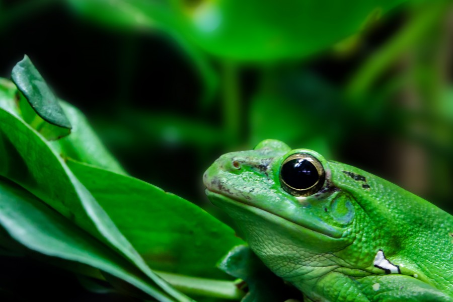 sapo, anfíbio, animal, selvagem, close-up, natureza, verde, intenso,