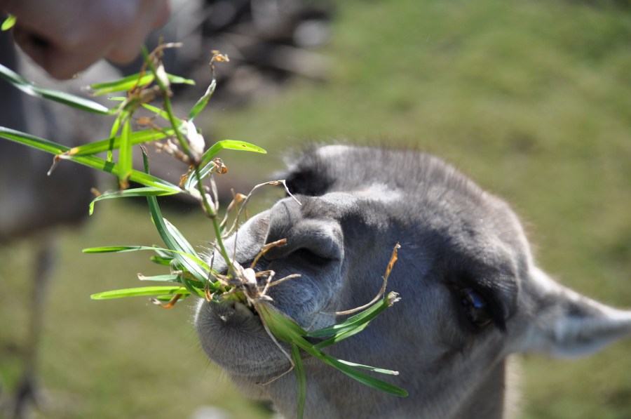 Um, animais, Guanaco, animal selvagem, Guanacos, mamífero, fauna, fauna, zoologia, jardim zoológico, jardim zoológico, Lama, guanicoe