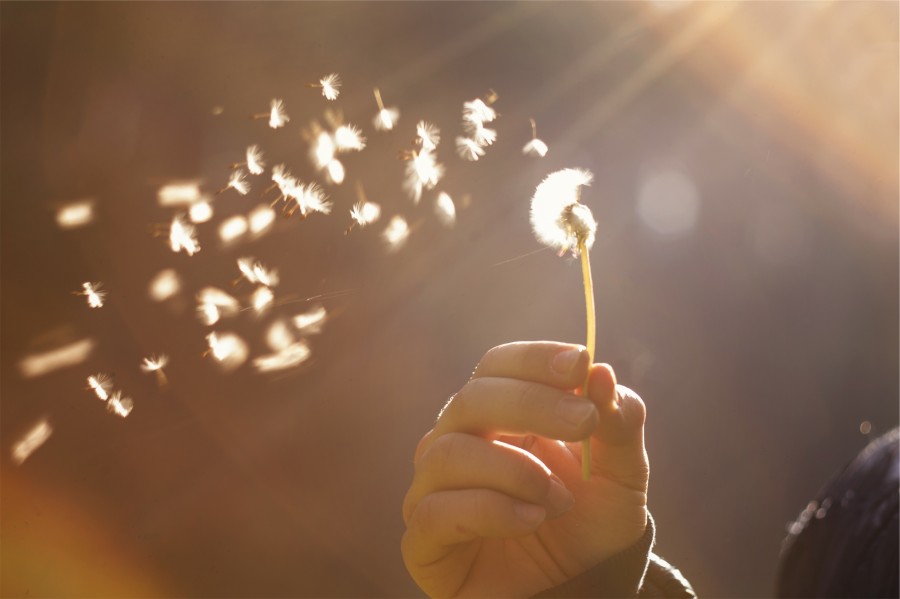 dandelion, flor, sol, conceito, ao ar livre, vento, sunbeam, padeiro,