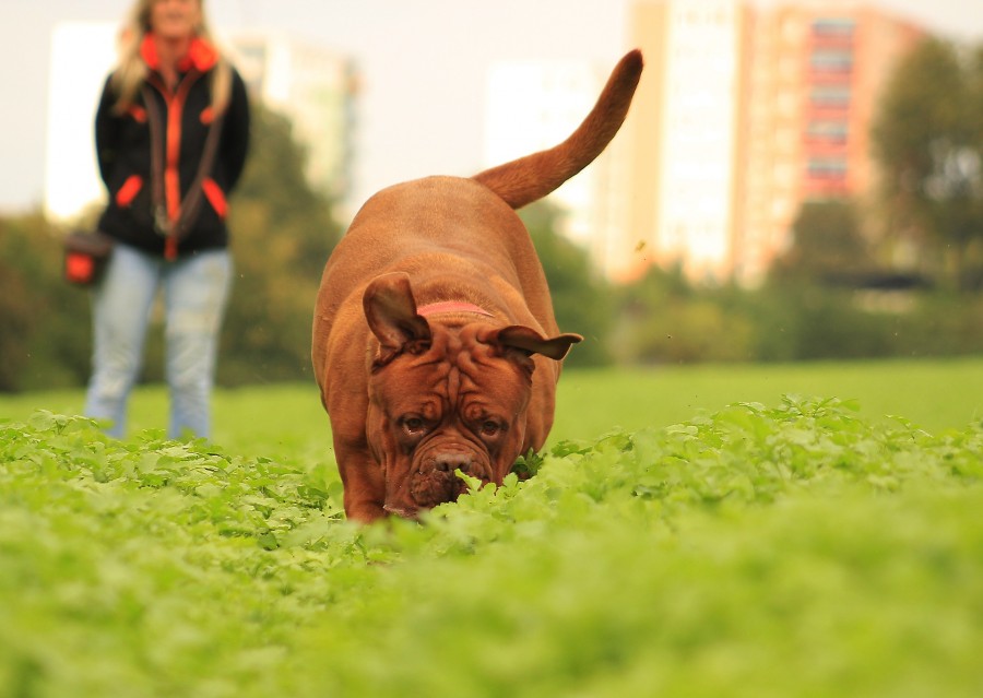 cão, mastiffs, Borgonha, bulldog, ao ar livre, verão, engraçado, adulto, natureza, primavera, animais de estimação, ensolarado, parque, cachorro, jardim, uma pessoa, pessoas, mulher, fora de foco, diversão, atividade, vitalidade,