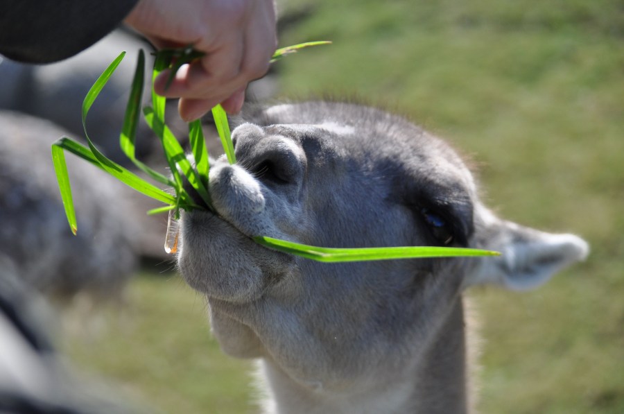 Um, animais, Guanaco, animal selvagem, Guanacos, mamífero, fauna, fauna, zoologia, jardim zoológico, jardim zoológico, Lama, guanicoe