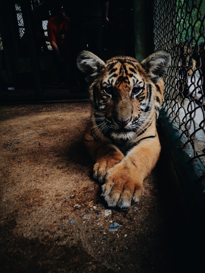 tigre, animais jovens, jardim zoológico, jardim zoológico, selvagem,