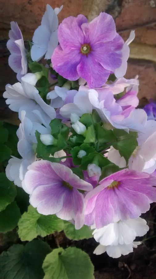 Flor, flores, natureza, primavera