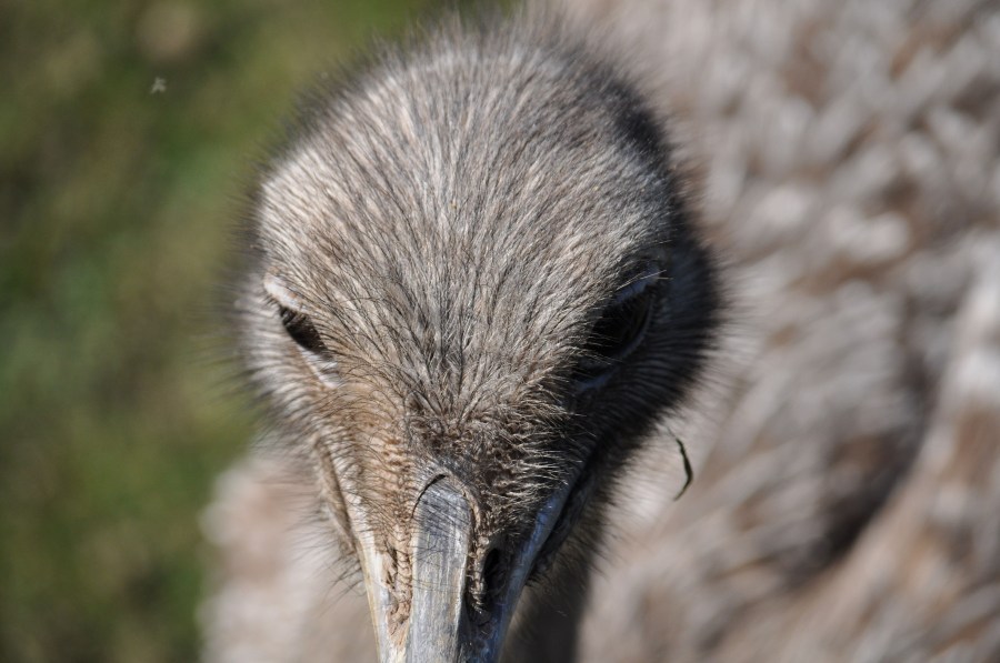 Avestruz, um pássaro animal, olho, penas, plumagem, bico, rápido, velocidade, África, Africano, Altura, Animais, Aparência, Pássaro, Avestruzes, Aviária, Cabeça, Conservação, Conserve, Pescoço, Struthio camelus