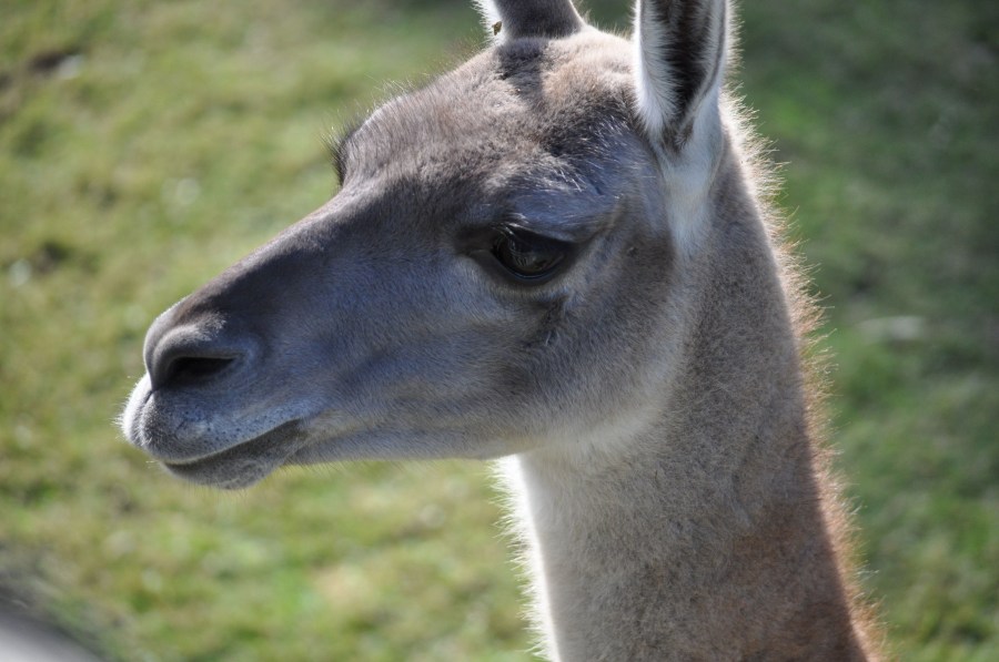 Um, animais, Guanaco, animal selvagem, Guanacos, mamífero, fauna, fauna, zoologia, jardim zoológico, jardim zoológico