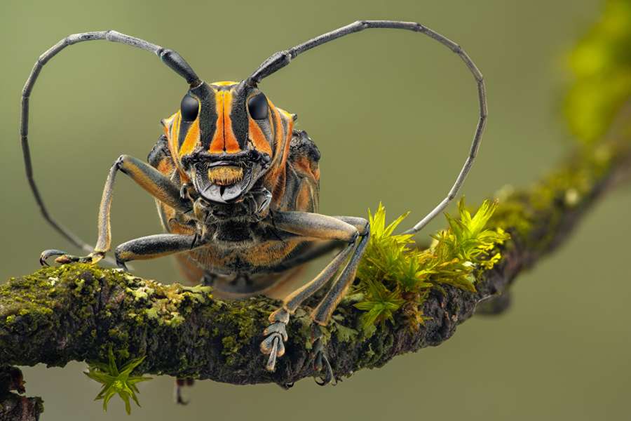 inseto, close-up, natureza, vida selvagem, macro, closeup, animal, bug, olho, pequeno, selvagem, verão, fauna, natural, detalhes, verde, plano de fundo, isolado, preto, fechar, cabeça, antena, predador, retrato, marrom, pernas, olhos, branco, close-up, rosto, praga, peludo, olhando, entomologia, amarelo, folha, um, bonito, espécie, orando, olhando para a câmera, vista frontal, biologia, vespa, invertebrado, jardim, insetos, polinizador de asa fofa
