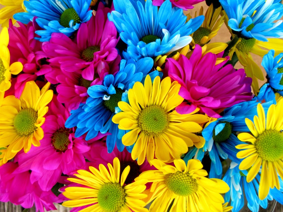 margarida, margaridas, colorido, cor, fundo, fundo, flores, flor, cores, amarelo,