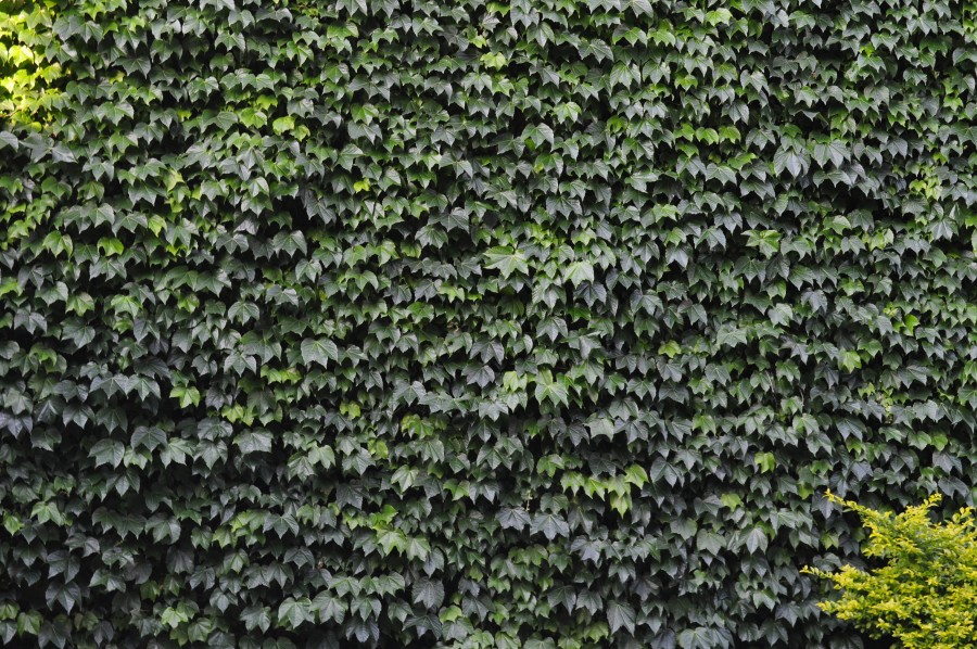 trepadeira, fundo, plano de fundo, verde, planta, vista frontal, natureza, paredes, arquitetura, ninguém,