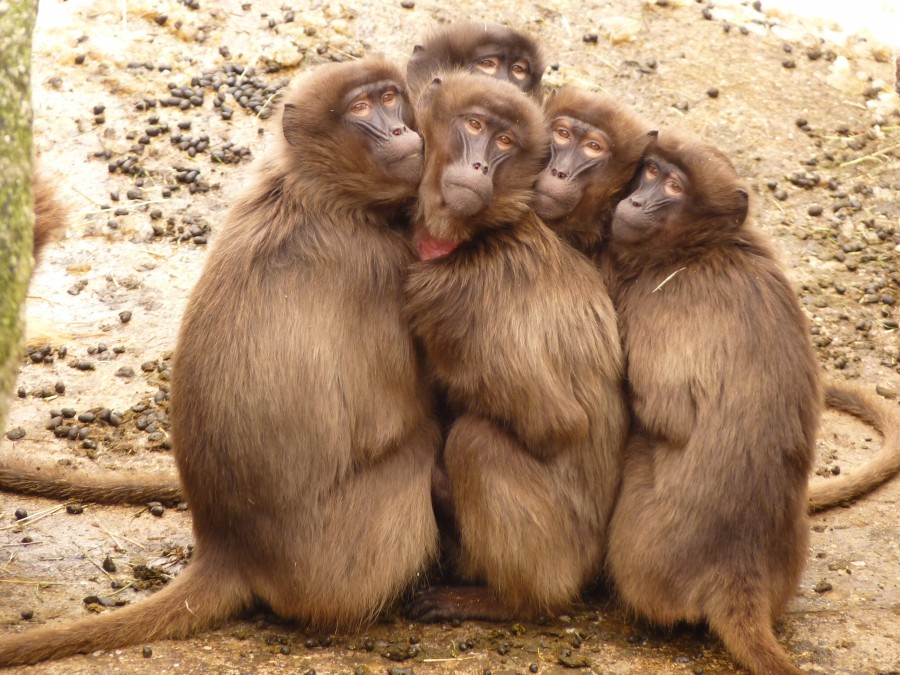 Babuínos, macaco, mamífero, macacos, animais animais, família, grupo, juntos, calor, quente, frio, cinco, Índia, ásia,