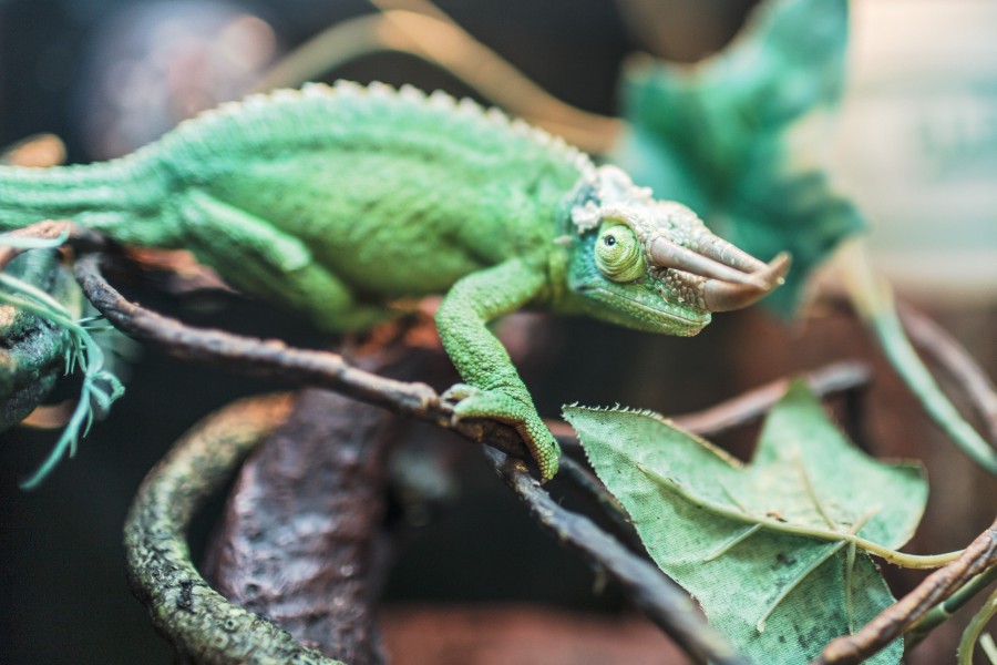 camaleão, verde, réptil, camuflagem,