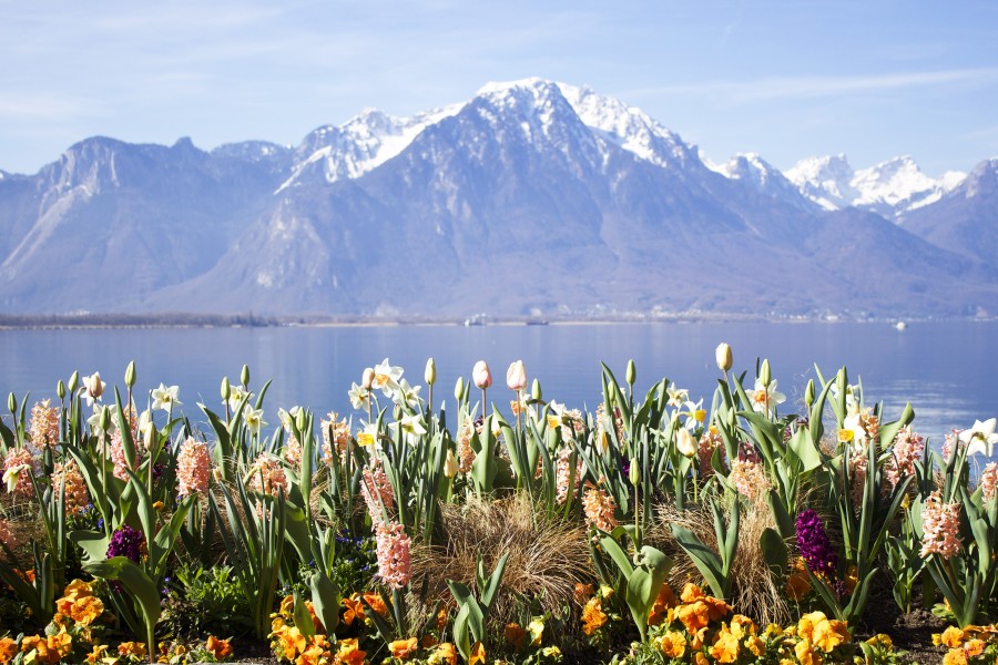 Montreux, Suíça, Europa, lago, Alpes, montanhas, paisagem, flores, neve, primavera,