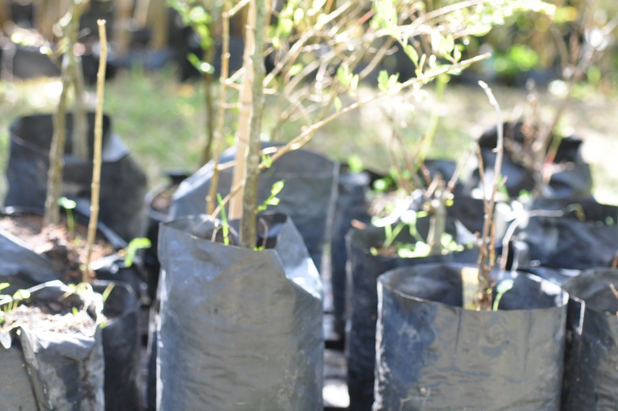 berçário, planta, plantas, exterior, natureza, venda, negócio, pote, potes,