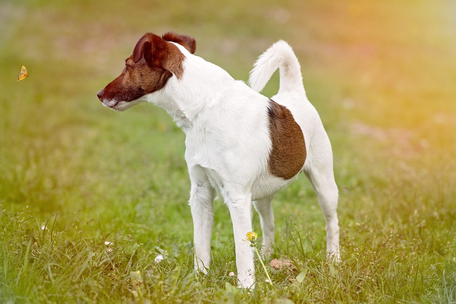 Jack Rusell, cão, animal de estimação, fora, ao ar livre, animais