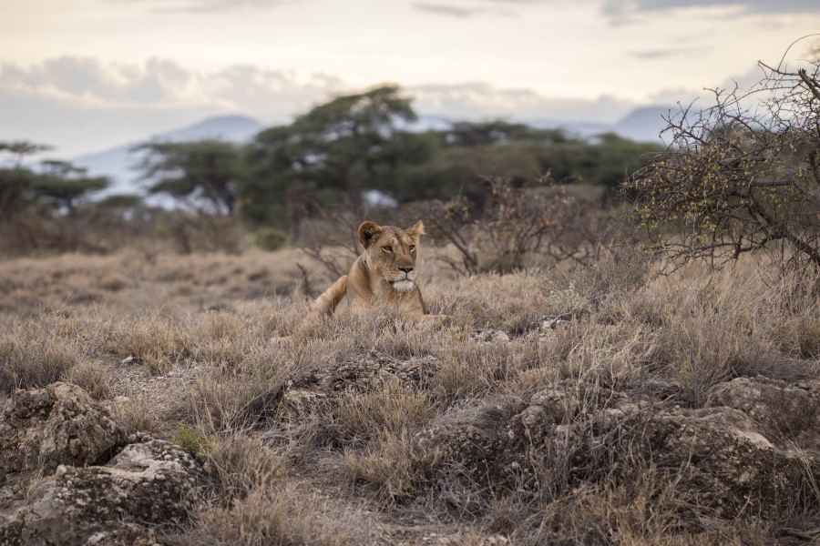 áfrica, safari, animais selvagens, um, leão, leoa, felino,