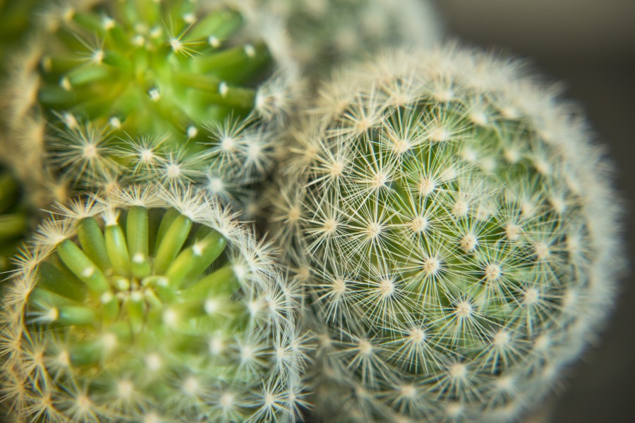 cacto, planta, close-up, natureza, pote, espinho, espinhos, jardim,
