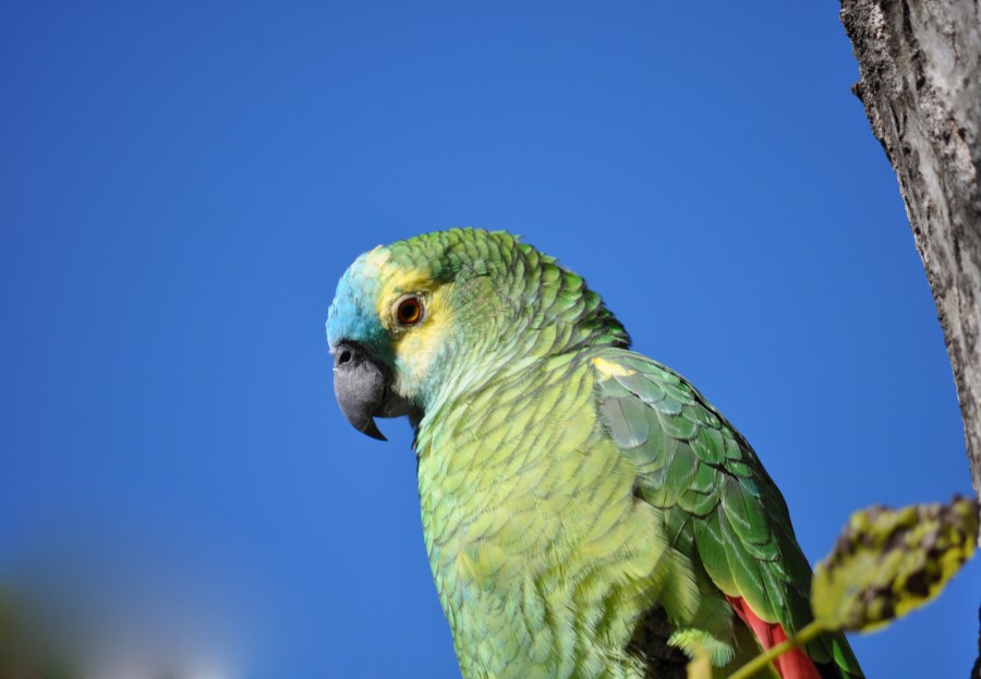 Um, animais, papagaio, lorito, verde, pássaro, pássaros