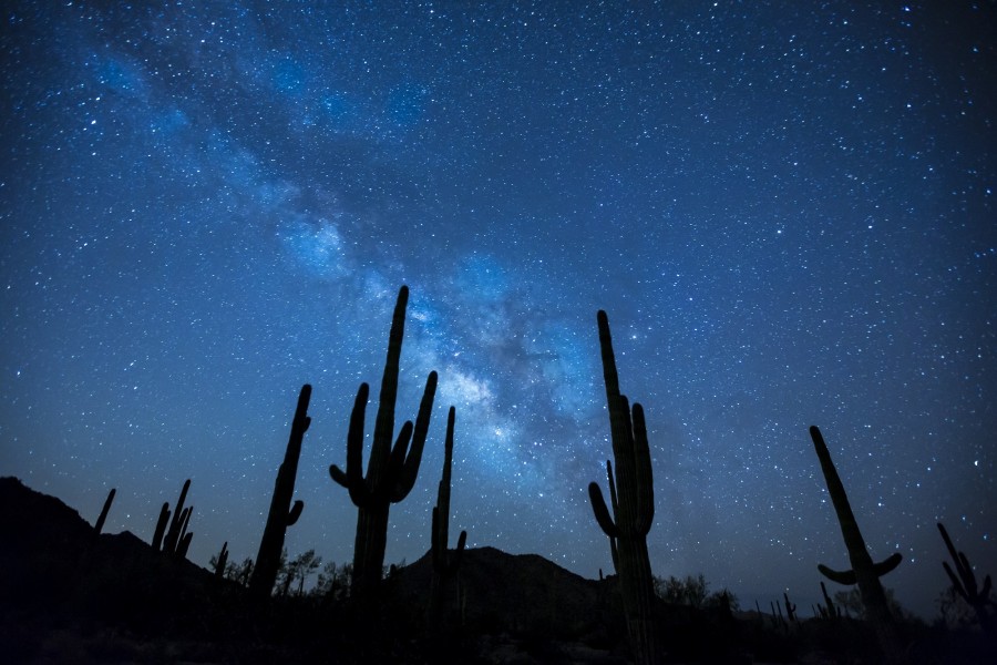 cacto, planta, deserto, noite, noturna, azul, céu, estrelas, via láctea, silueta,