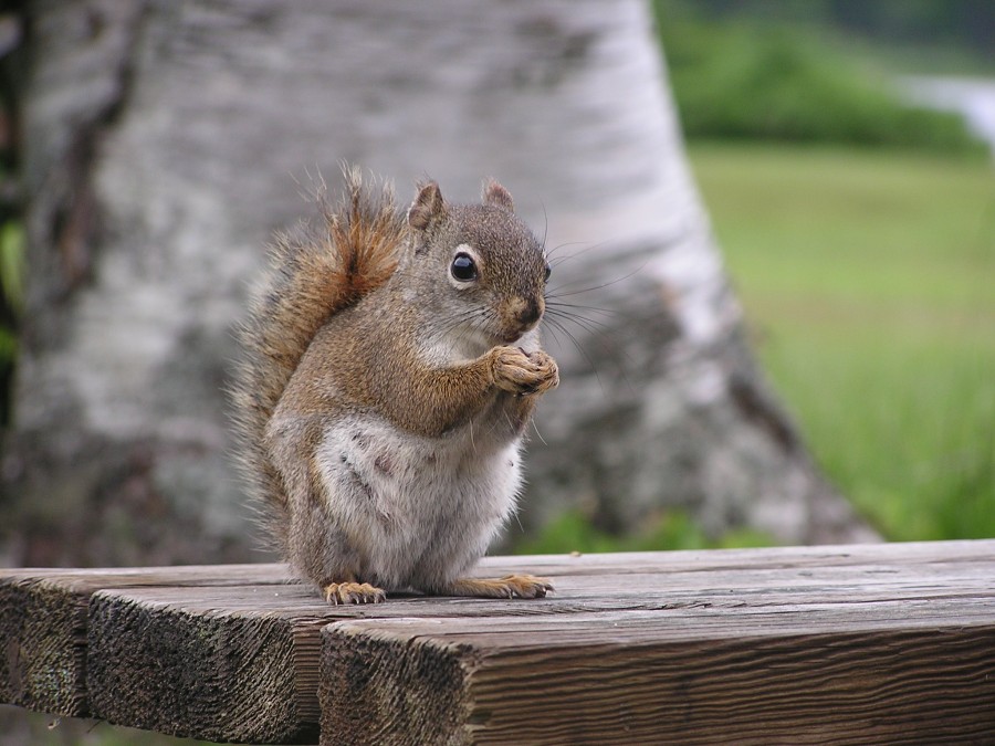 esquilo animal, roedor, vista frontal, concurso, um, natureza,