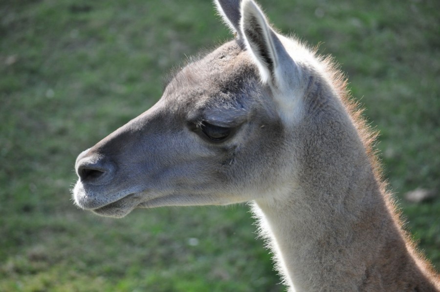 Um, animais, Guanaco, animal selvagem, Guanacos, mamífero, fauna, fauna, zoologia, jardim zoológico, jardim zoológico