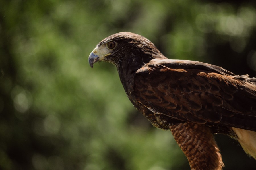 ave, ave de rapina, caçador, águia, falcão, vida selvagem, natureza, vida selvagem, vôo completo, perfil, plumagem, garras, bico, asas, falcoaria, voo baixo, águia harris falcão misto, falcão com nervuras, falcão rabiblanco