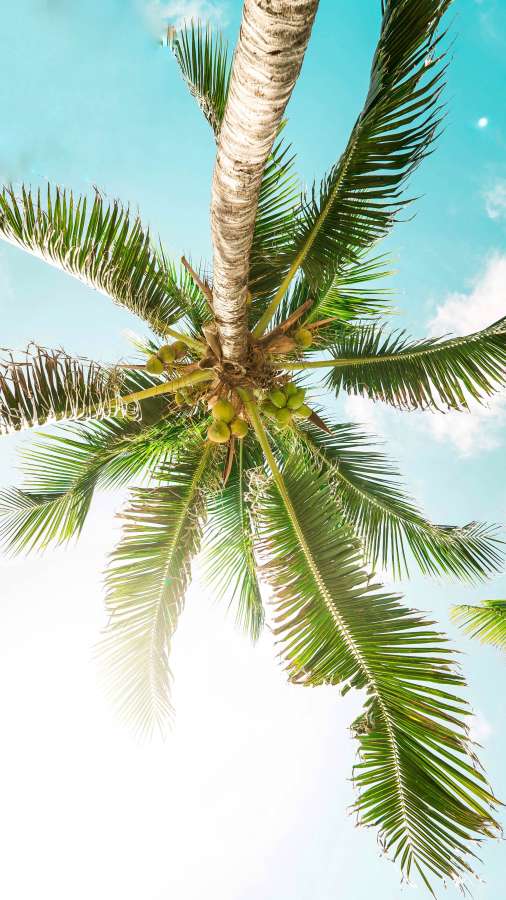 Palmeira tropical, vista de baixo, dia do Caribe, árvore de verão