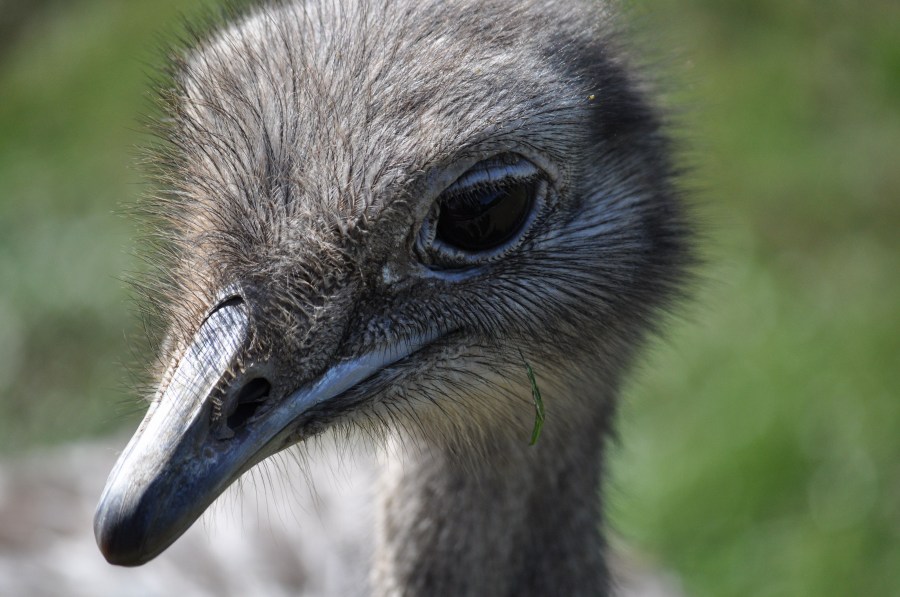 Avestruz, um pássaro animal, olho, penas, plumagem, bico, rápido, velocidade, África, Africano, Altura, Animais, Aparência, Pássaro, Avestruzes, Aviária, Cabeça, Conservação, Conserve, Pescoço, Struthio camelus