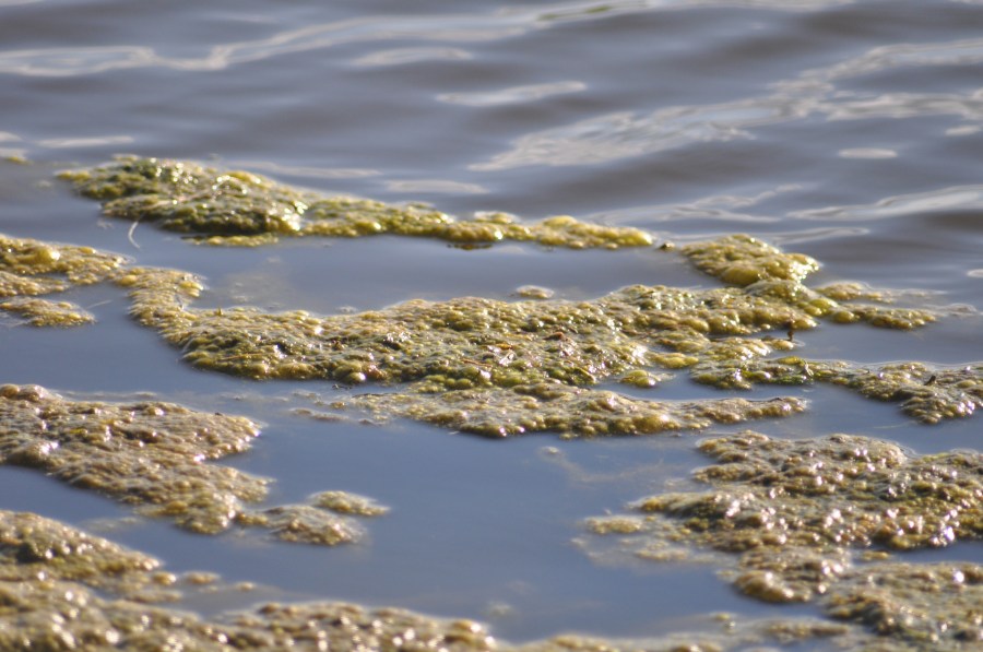 Textura, texturas, água, reflexão, lago