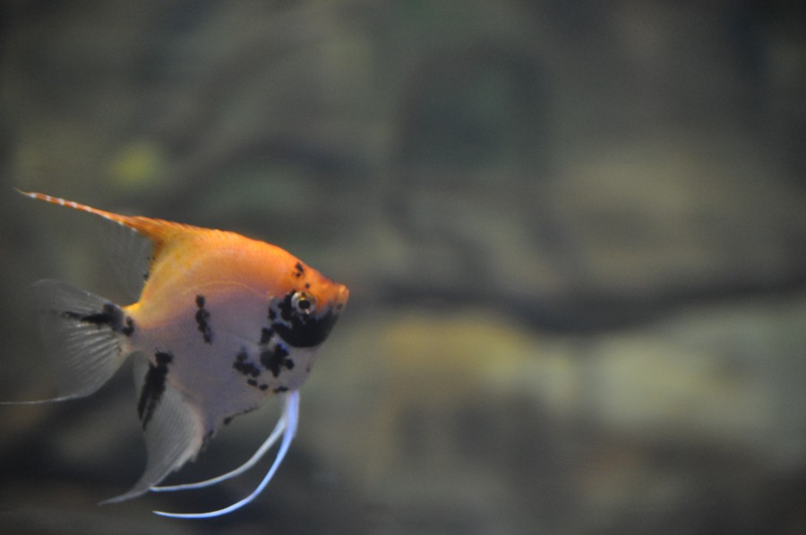 pequeno, peixe, peixe, aquário, aquário, mar, espécies exóticas, cores vivas, manchas, natação, subaquática